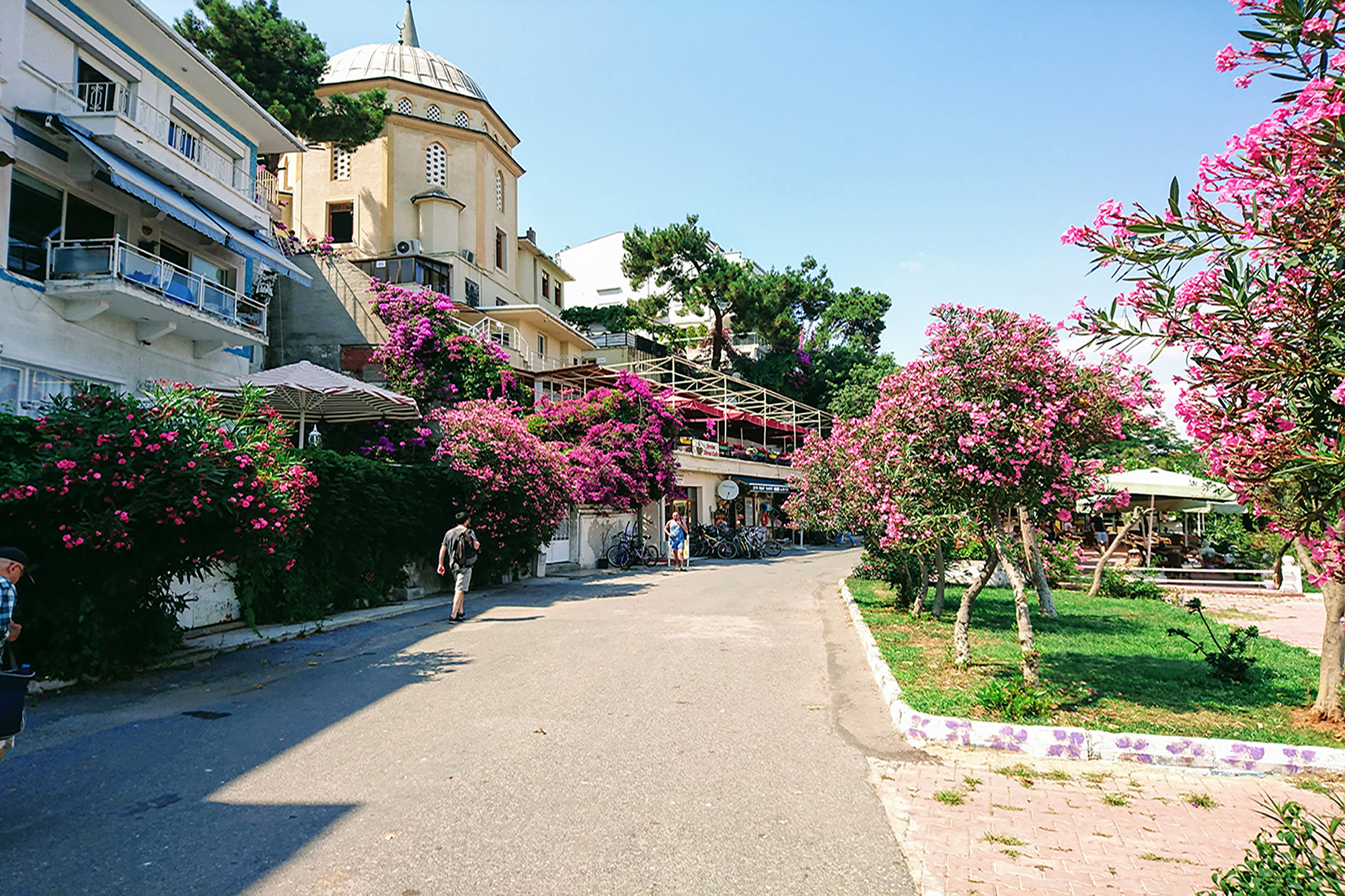 Image of a suburban street with gardens